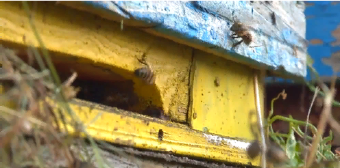 В новом выпуске  программы «Деревенское счастье» — о пчеловоде из Тополёвки